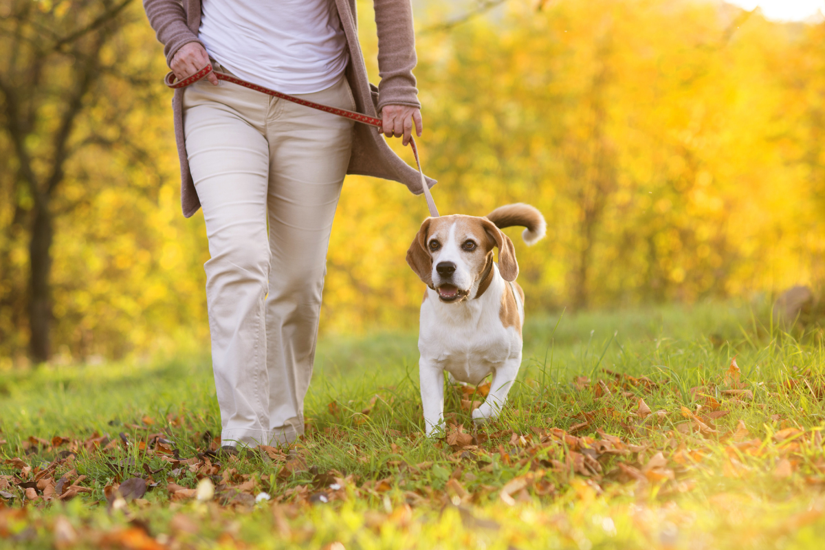 Dog friendly walking routes Lancaster