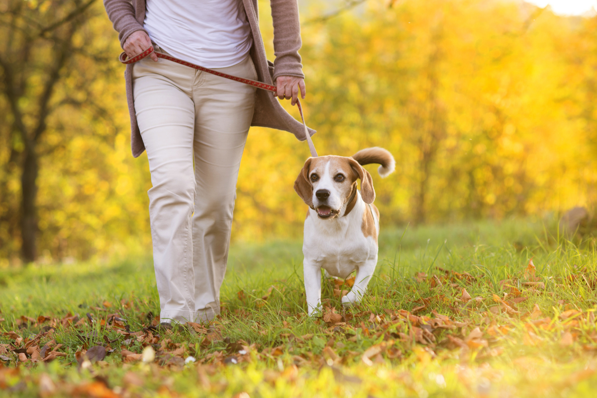 Dog friendly walking routes Lancaster.